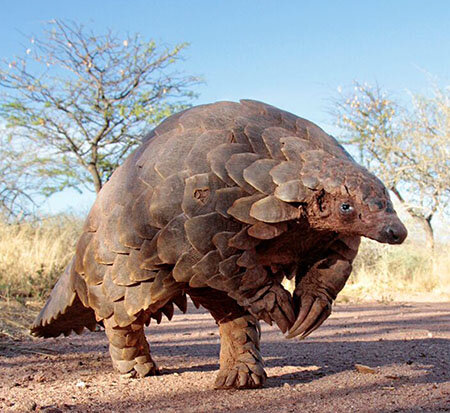  Pangolin? or  Sandslash ?   Source  