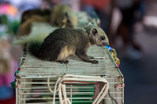  One of the many creatures on sale at Chatuchak   Source  