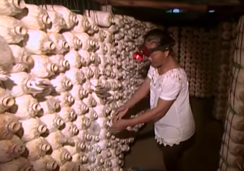  Community outreach programs like  Freeland ’s  Surviving Together  give ex-poachers a way to escape poverty and crime. Here a woman in Thailand has established her own organic and sustainable mushroom growing businesses 